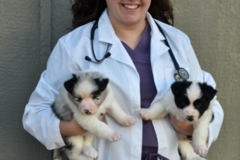 Request Quote: CodaPet In Home Pet Euthanasia - College Station, TX
