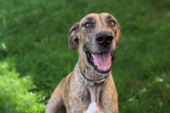 Request Quote: Furry Taylors Pet Transportation - Flippin, AR