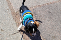 Request Quote: West Coast Pet Transportation - Nationwide