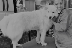 Request Quote: Angela Dog Mobile Grooming Salon - Foster City, CA