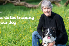 Request Quote: Let Us Do the Training - In Home Dog Training - Petaluma, CA