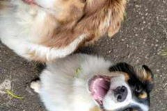 Request Quote: Pet Care Visits - Professional Pet Sitting - Saginaw, OR