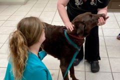 Request Quote: Christy Willey - Licensed Mobile Vet - Pet Chiropractor - Lebanon, TN