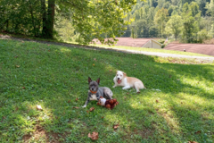 Request Quote: Appalachian Pet Pros - In Home Pet Sitting  - Madison, WV