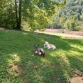 Appalachian Pet Pros - In Home Pet Sitting  - Madison, WV