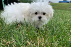 Request Quote: No Stress Express Pet Transport - Waurika, OK