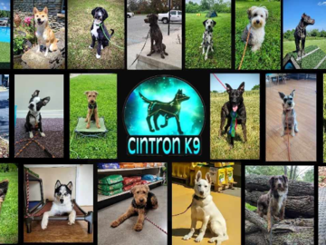 Just a few of the dogs we have trained in the past