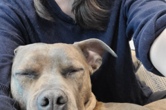 Request Quote: Pet Massage Plus - Chicago, IL