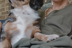 Request Quote: Third Coast Pets - Dog Trainer and Animal Behaviorist - Nationwide