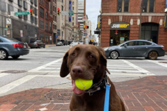 Request Quote: Barking Trails Pet Sitting Services - Washington, DC
