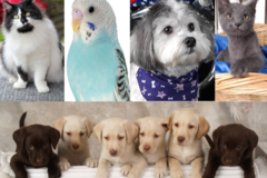 Request Quote: Glamour Shots Pet Photography - Freehold, NJ