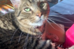 Request Quote: Cat Mom Loves Dogs Too - Pet Sitting - Houston, TX