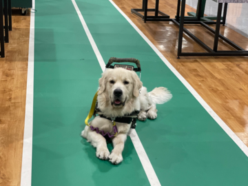 Service Dog Trraining