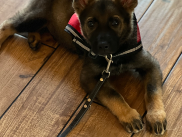Puppy training