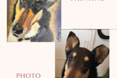 Request Quote: Tammy Burks Art - Painterly Pet Portraits  - Nationwide