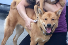 Request Quote: Canine Path Dog Training - Yorba Linda, CA