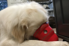 Request Quote: Pet Logic Private Animal Training - Everett, WA