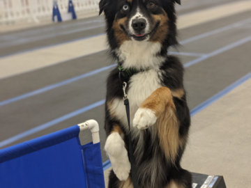 Aussie Reilly offering some tricks while waiting at a flyball tournament.