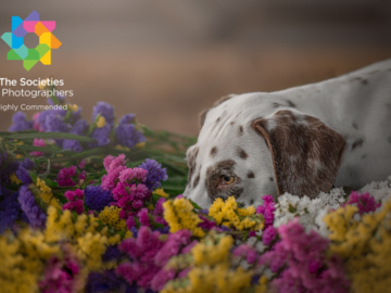 Dog Photographer in the Quad Cities - Dalmatian laying in a bed of flowers 