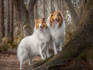 Dog Photographer in the Quad Cities Two collies standing in a forest 
