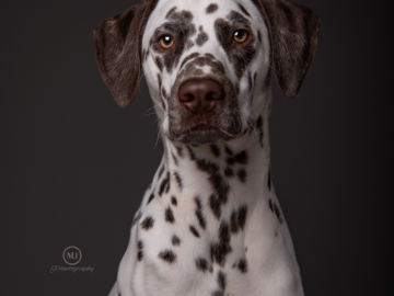 Dog Photographer in the Quad Cities - Dalmatian in studio sat against a grey background