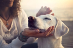 Request Quote: Agape Reiki Healing - Pet and Animal Reiki Care - Nationwide
