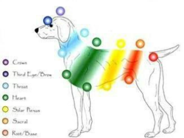 Reiki Animal