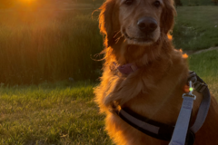 Request Quote: CarPets Animal Transportation - Nationwide