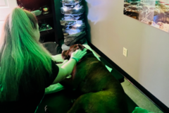 Request Quote: Scarlet Ryals - Animal Reiki Master - Nationwide