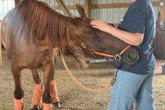 Request Quote: Innergizing Reiki - Animal Reiki & Communication - Nationwide