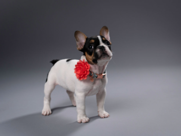 French Bulldog in Studio
