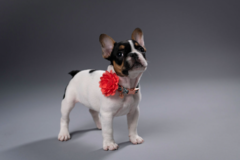 Request Quote: Ezell Images - Pet Photography - Reno, NV