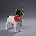 Ezell Images - Pet Photography - Reno, NV