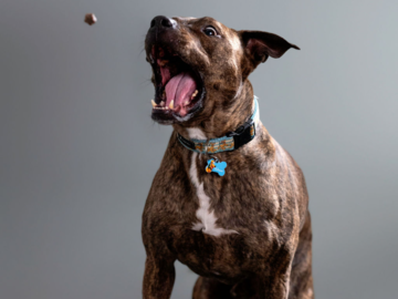 Treat catching shots in studio