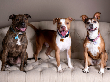 Pet siblings in our Reno studio