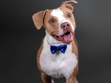 Waffles (Pit Bull) in our Reno studio
