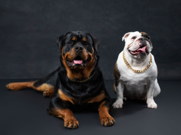 Rottweiler and English Bulldog in our Reno studio