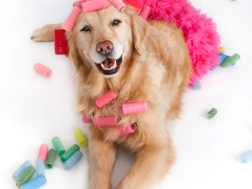 Golden retriever wearing curlers looking up at camera on white background; curlers on ground; wearing hot pink tutu; happy dog getting hair did