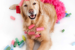 Request Quote: Photos by Becky - Pet Photography - Vernonburg, GA