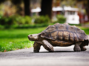 Turtle walking; sulcata tortoise walking across sidewalk with tour trolley in background