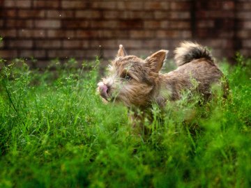 Young grizzle norwich terrier standing in tall grass licking lips