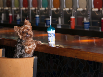Yorkshire terrier dog sitting in barstool at bar looking at the camera smiling; background of frozen slushie drinks; dog has drink  in front of him
