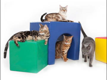 four cats playing on colorful play pieces on high key white background