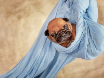 two week old french bulldog fawn puppy swaddled in suspension in a blue cloth on yellow background