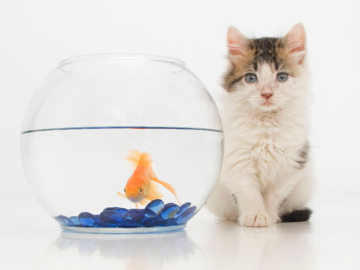Kitten on high key white  background faving camera sitting next to fish bowl; fish in bowl looking at camera; orange fish