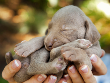 Weimaraner infant outside in human hands raised up against a clolorful green background
