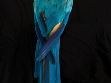Full body of bird with back towards camera showing off bight blue tail feathers; slight profile of head; black isolated background