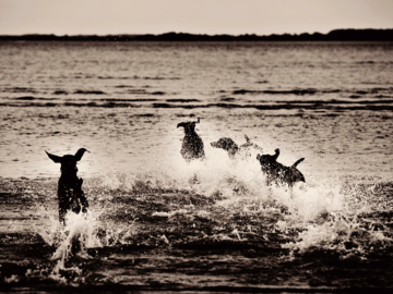 four Weimaraners running into the ocean waves and splashing at the beach