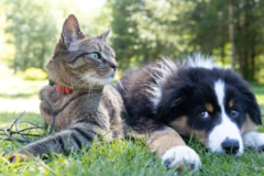 Request Quote: Pet Psychic and Animal Communicator  - Nationwide