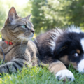 Pet Psychic and Animal Communicator  - Nationwide